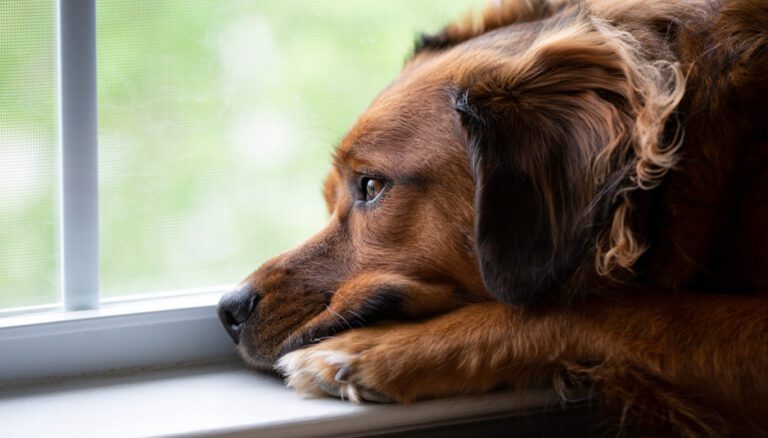 lęk separacyjny u psa