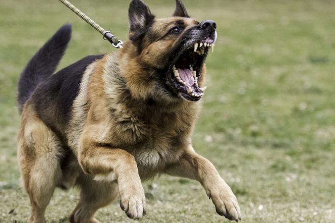 agresja psa na smyczy