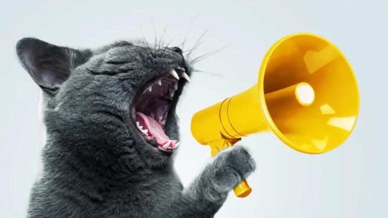 miauczenie kota