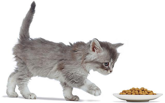 karmy mokre dla kotów