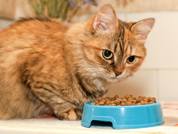 ranking suchych karm dla kota