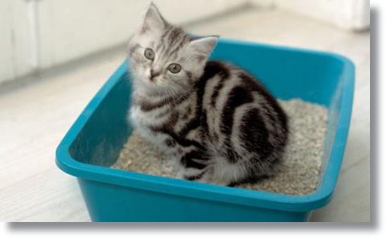 jak nauczyć kota korzystać z kuwety