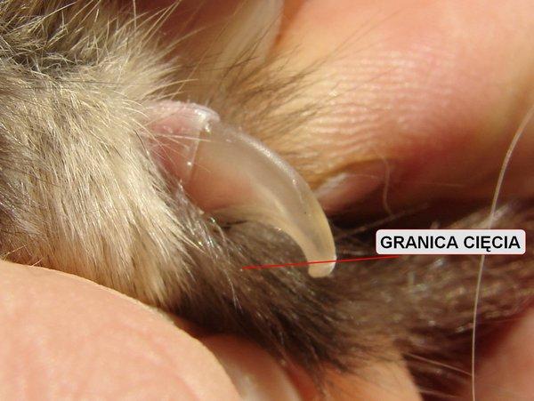 jak obciąć kotu pazury