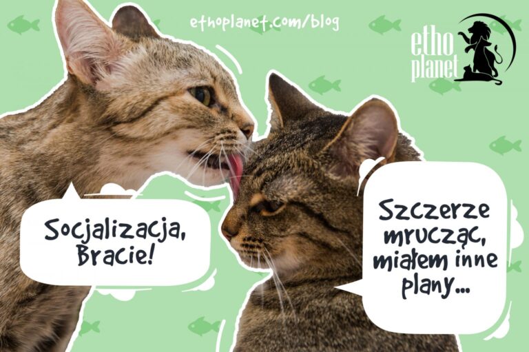 socjalizacja z izolacją kotów