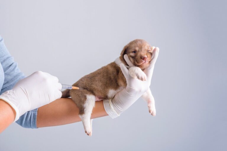 kiedy szczepić szczeniaka