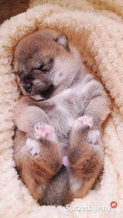 jak oduczyć szczeniaka gryźć