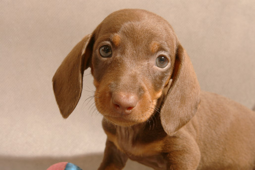 wyprawka dla szczeniaka