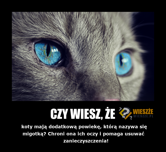 ciekawostki o kotach