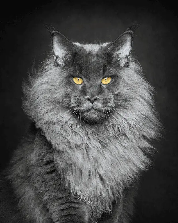 maine coon