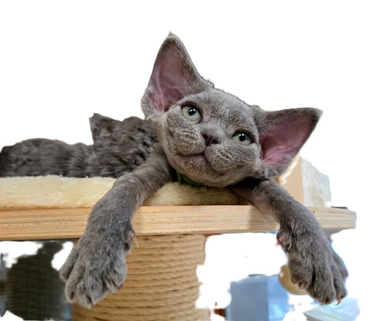Devon Rex
