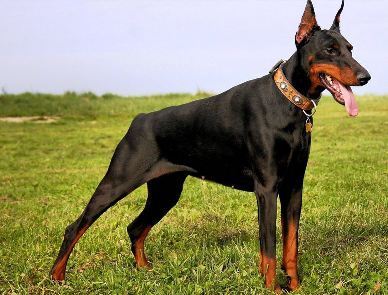 Doberman